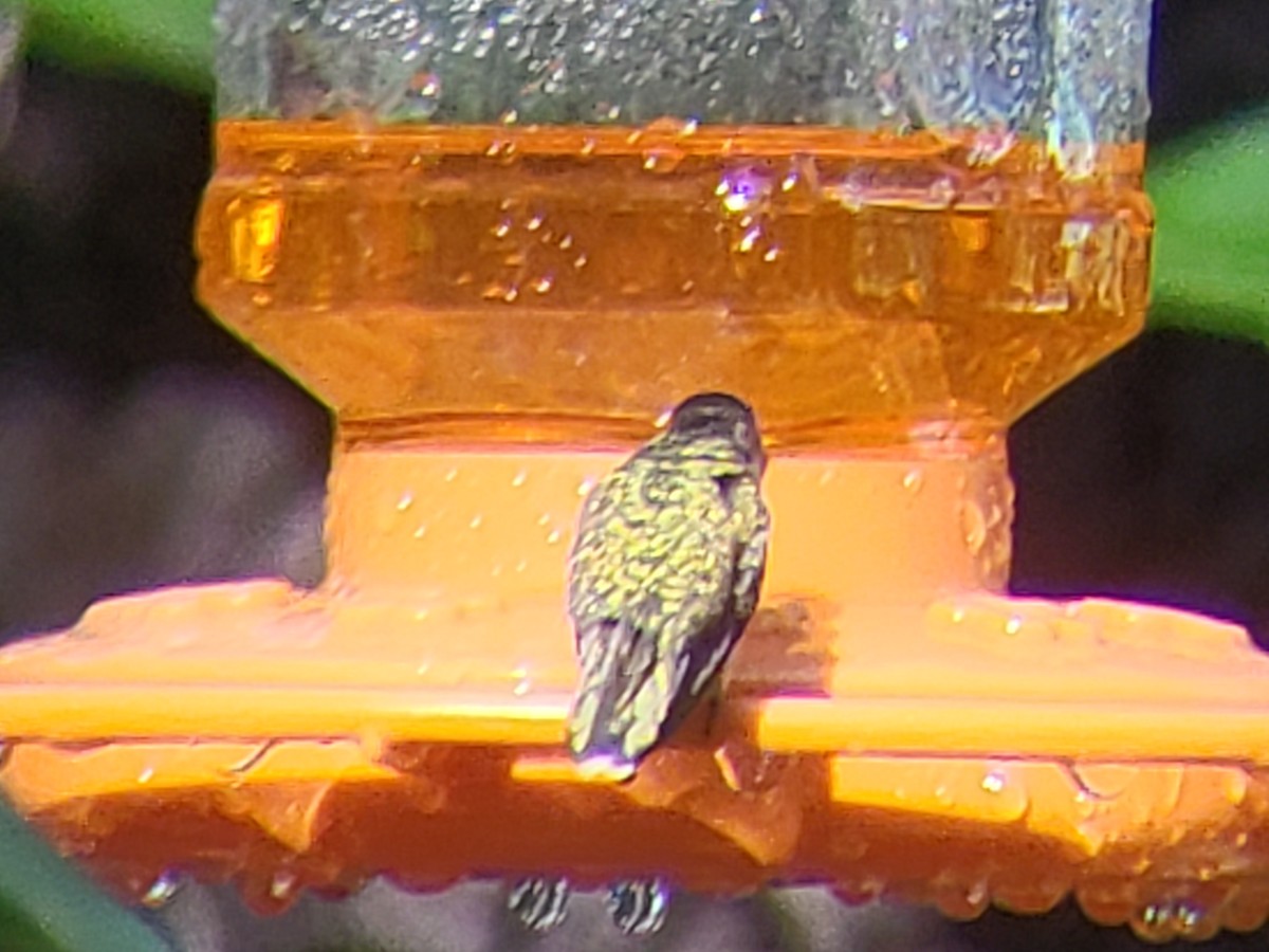 Ruby-throated Hummingbird - ML620154618