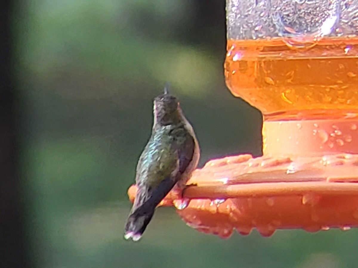 Ruby-throated Hummingbird - ML620154619