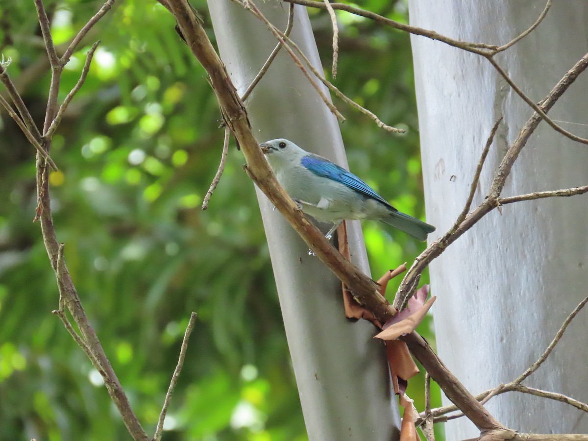 Blue-gray Tanager - ML620154625