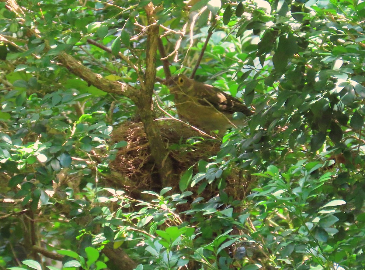 Spectacled Thrush - ML620154640