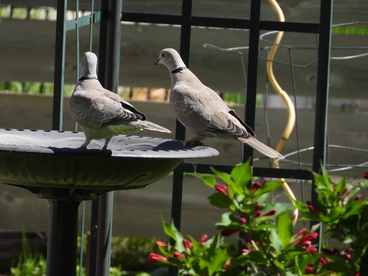 tyrkerdue - ML620154643