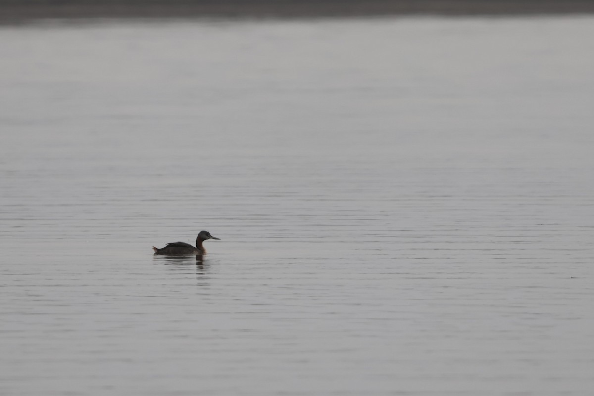 Great Grebe - ML620154647