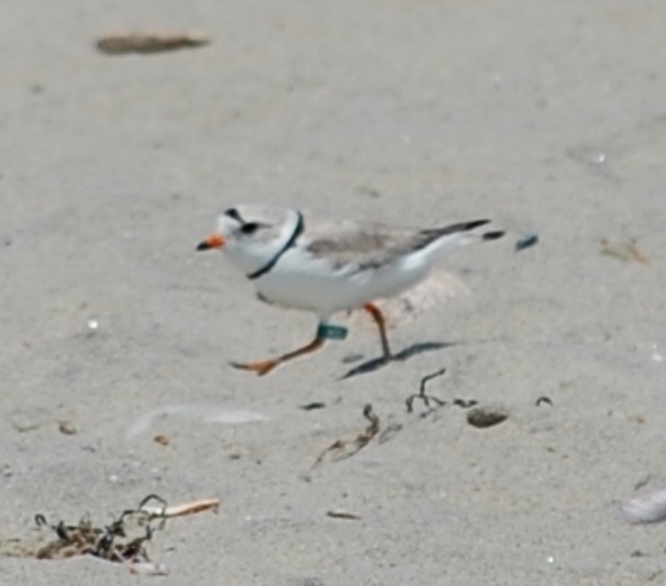 Piping Plover - ML620154655