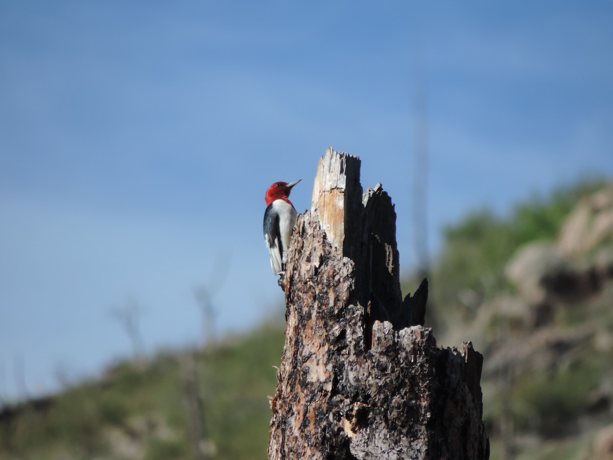 Red-headed Woodpecker - ML620154659