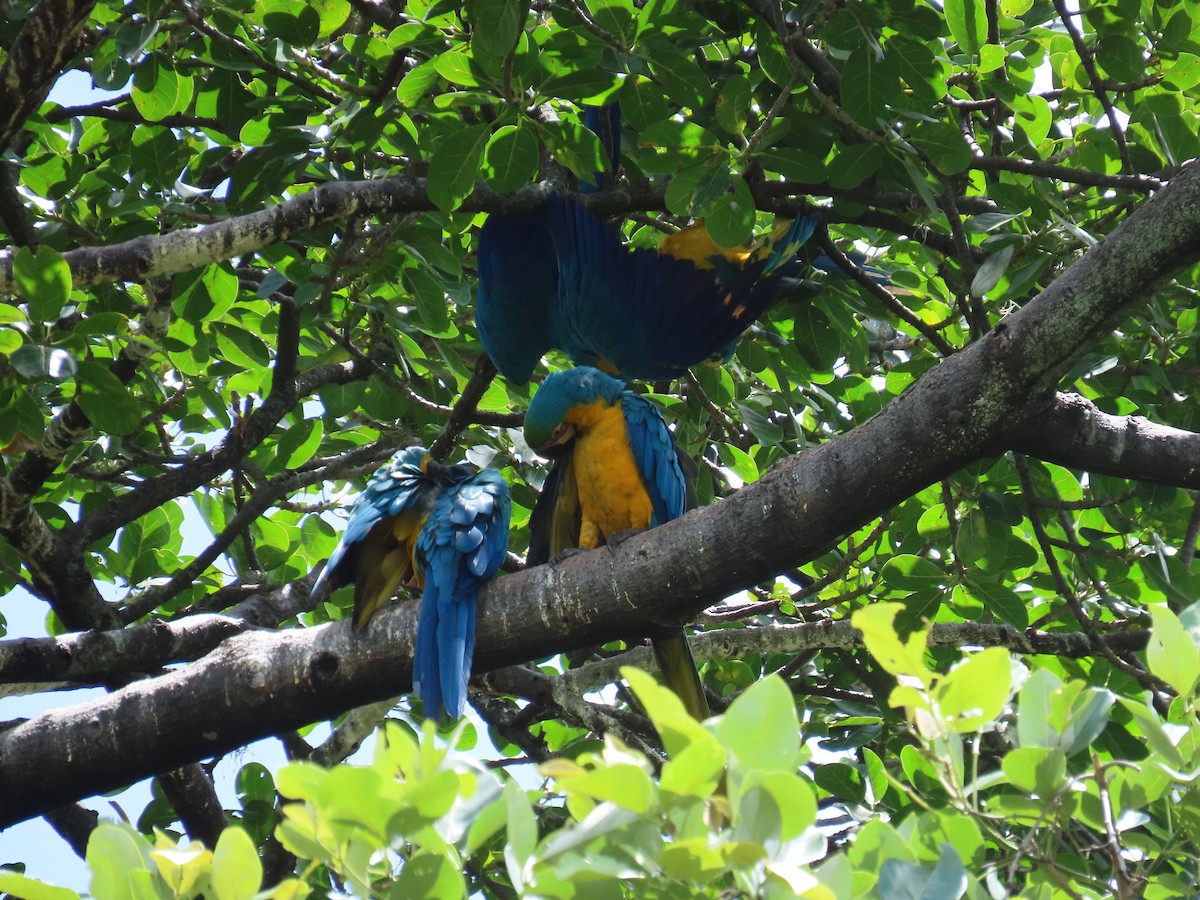 Blue-and-yellow Macaw - ML620154660