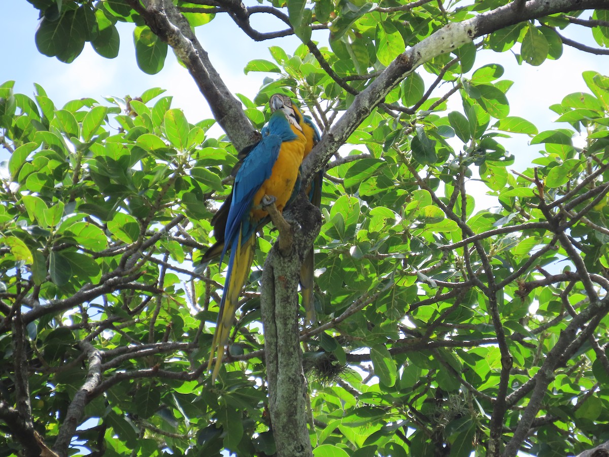 Blue-and-yellow Macaw - ML620154662