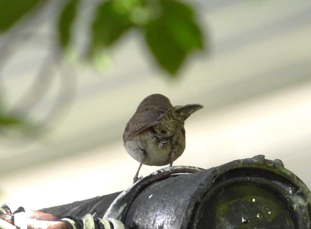 House Wren - ML620154665