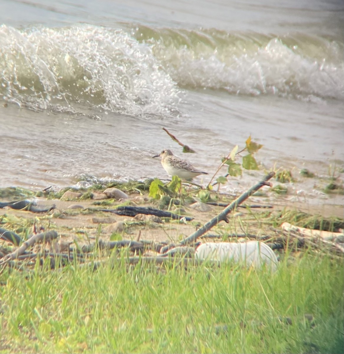 Bécasseau sanderling - ML620154688