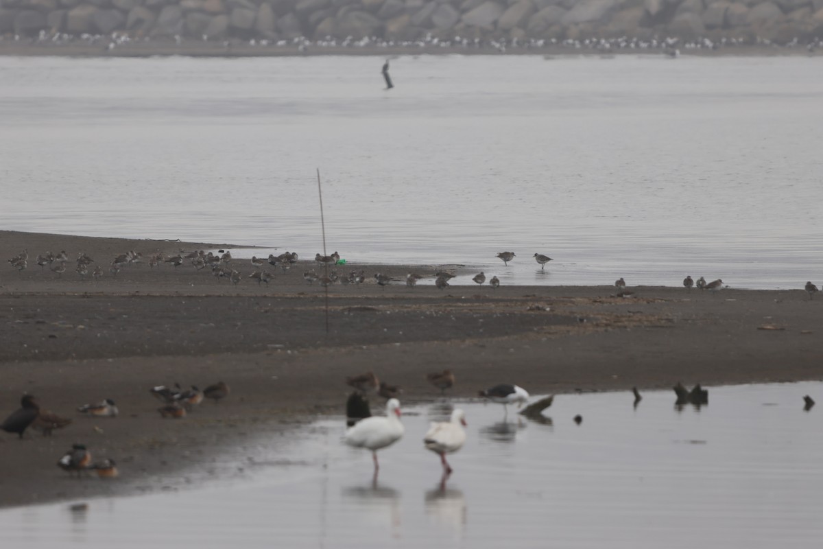 Black-bellied Plover - ML620154702