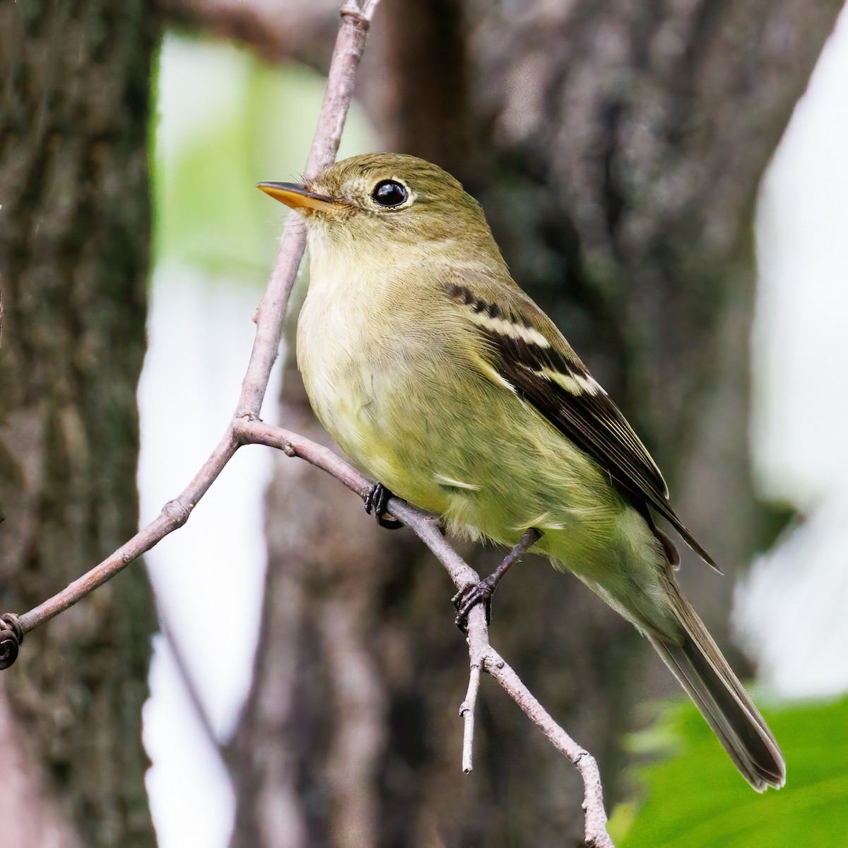 Least Flycatcher - ML620154704