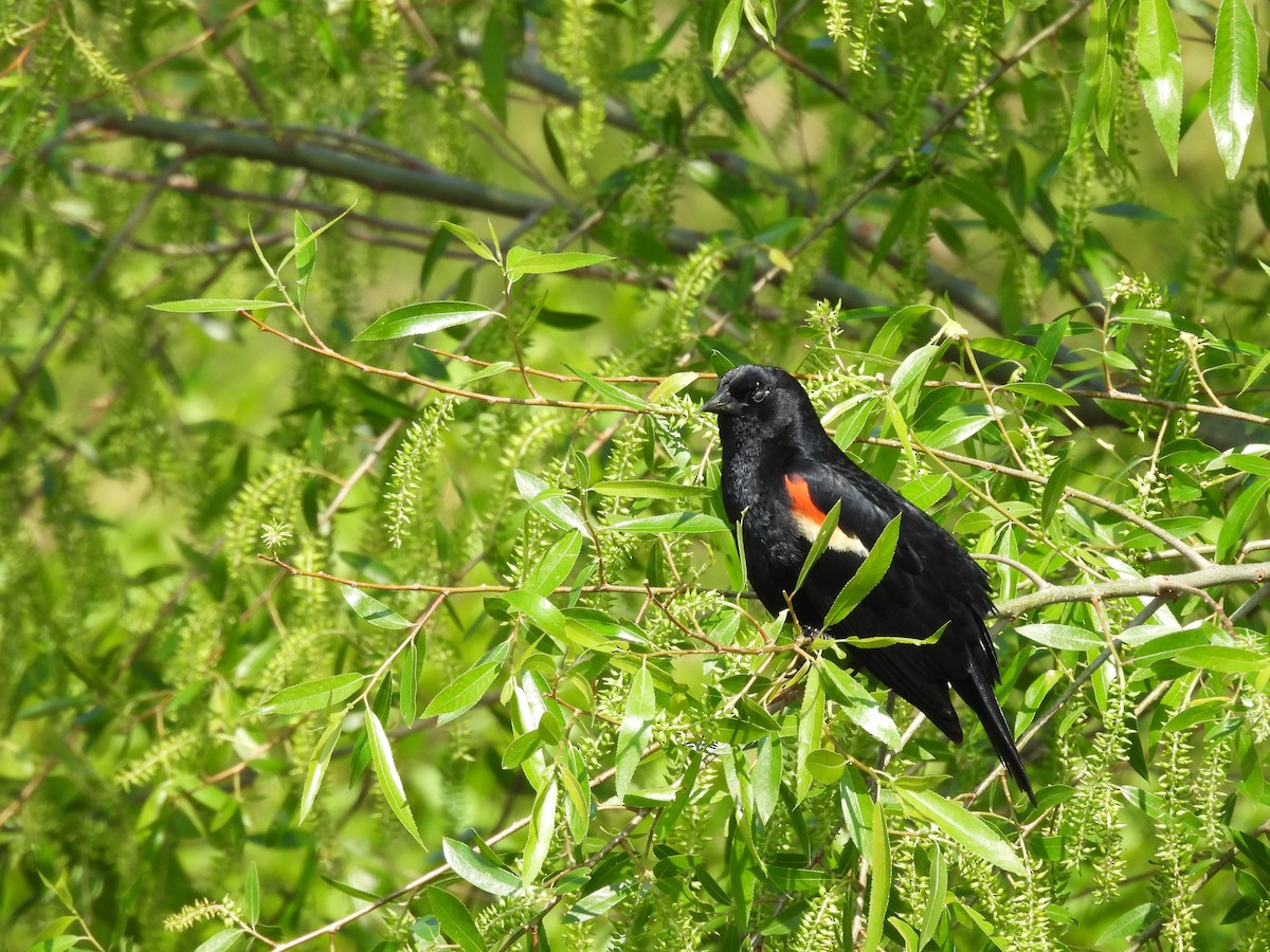Red-winged Blackbird - ML620154711