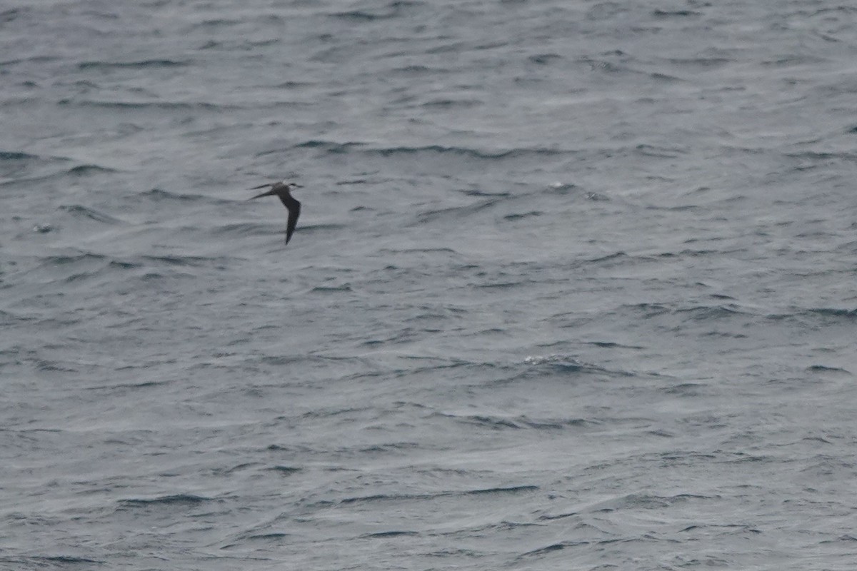 Bridled Tern - ML620154713