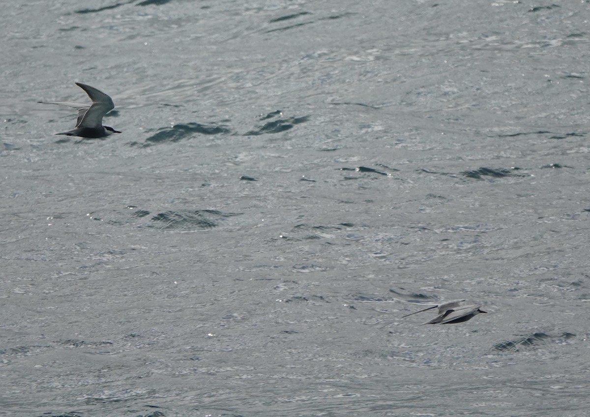 Weißbart-Seeschwalbe - ML620154724