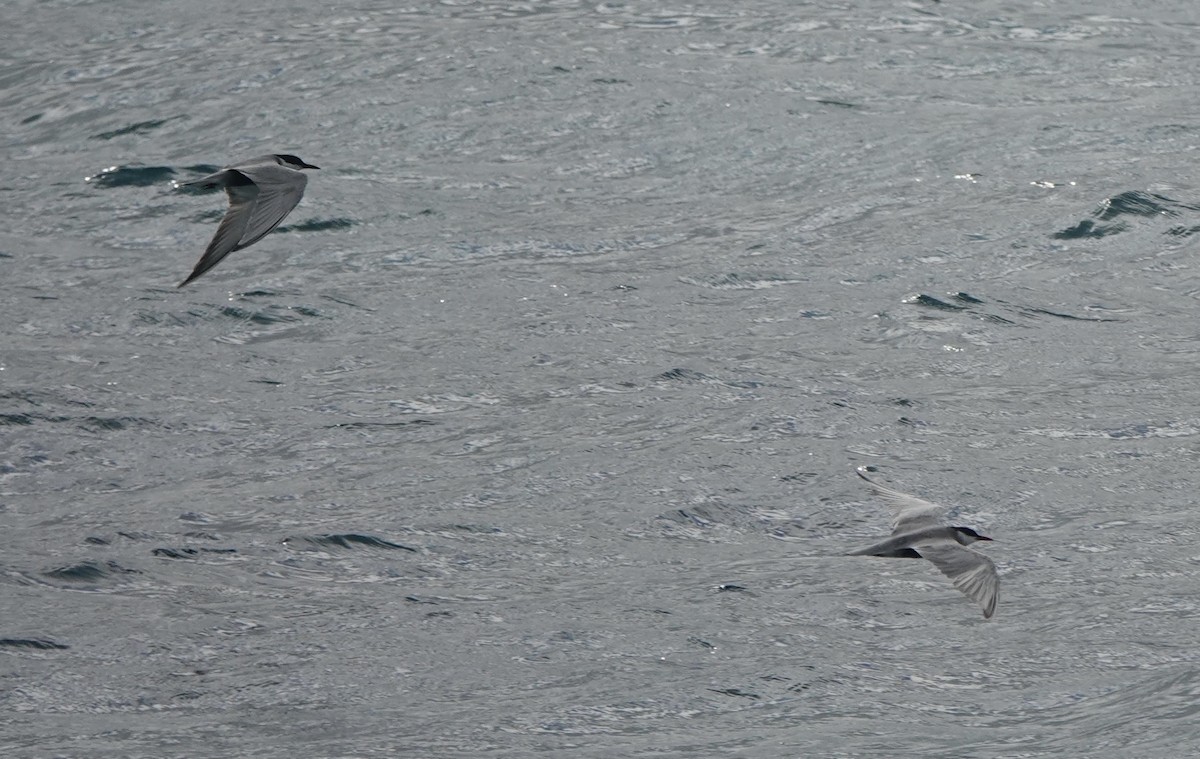 Weißbart-Seeschwalbe - ML620154725