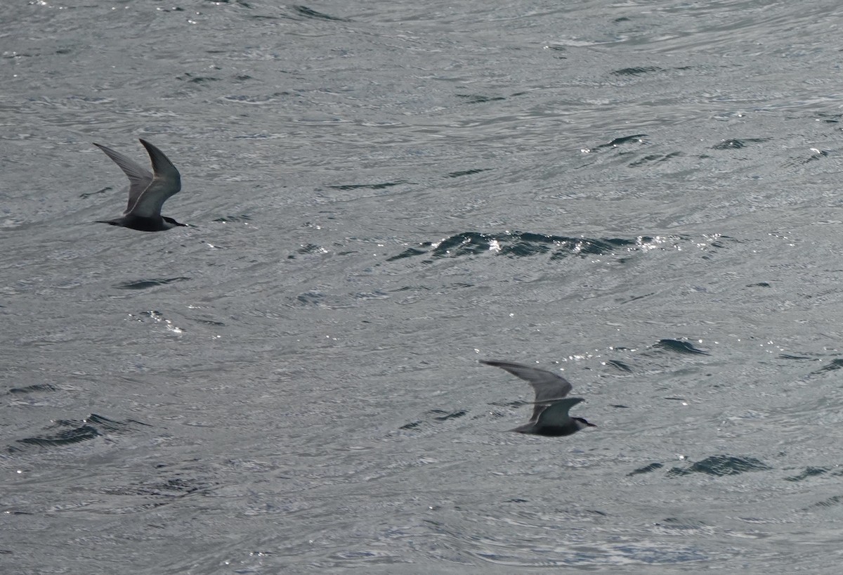 Whiskered Tern - ML620154728