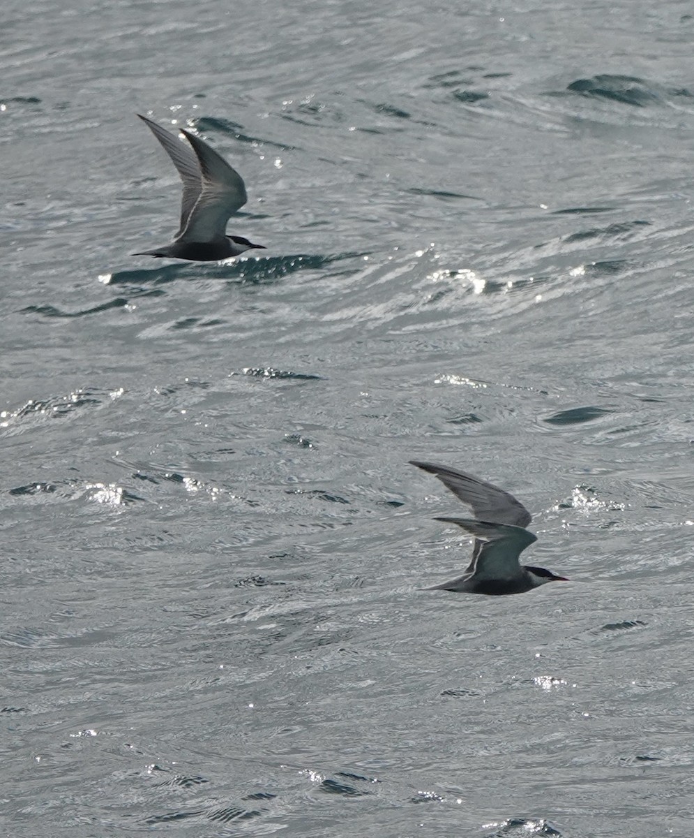 Weißbart-Seeschwalbe - ML620154729