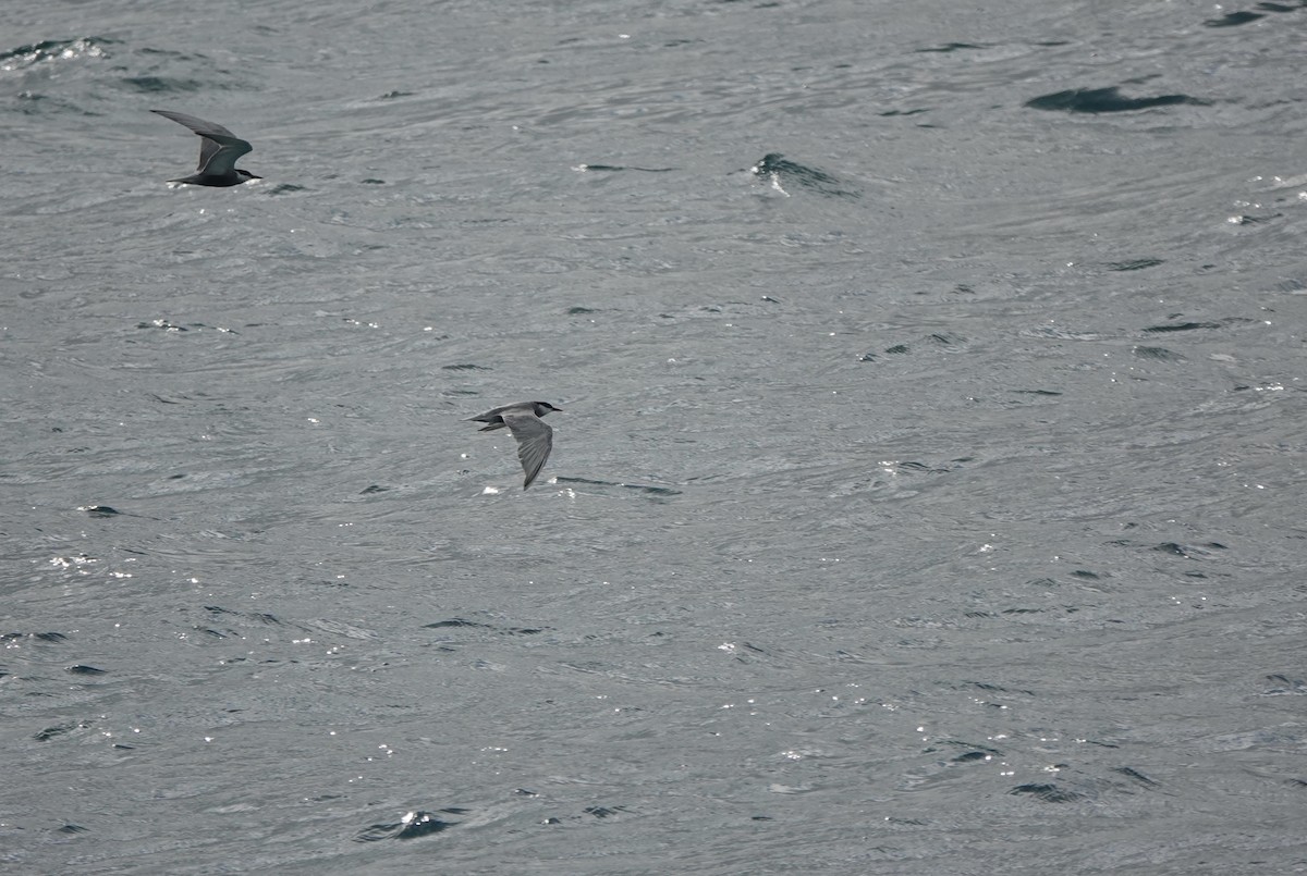Weißbart-Seeschwalbe - ML620154730