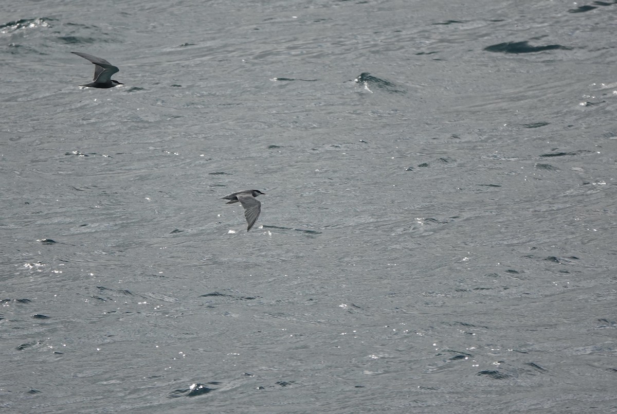 Whiskered Tern - ML620154730