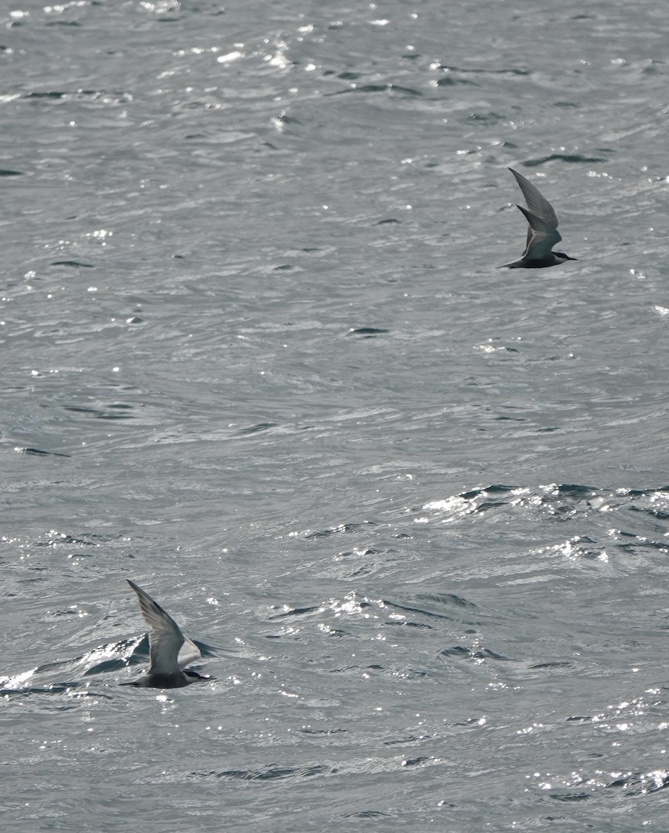 Weißbart-Seeschwalbe - ML620154732