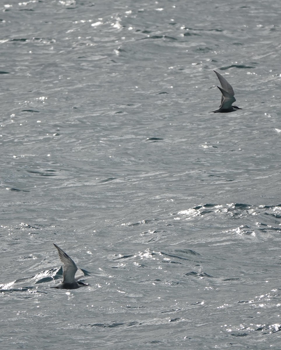 Whiskered Tern - ML620154732