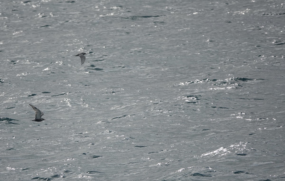 Weißbart-Seeschwalbe - ML620154733