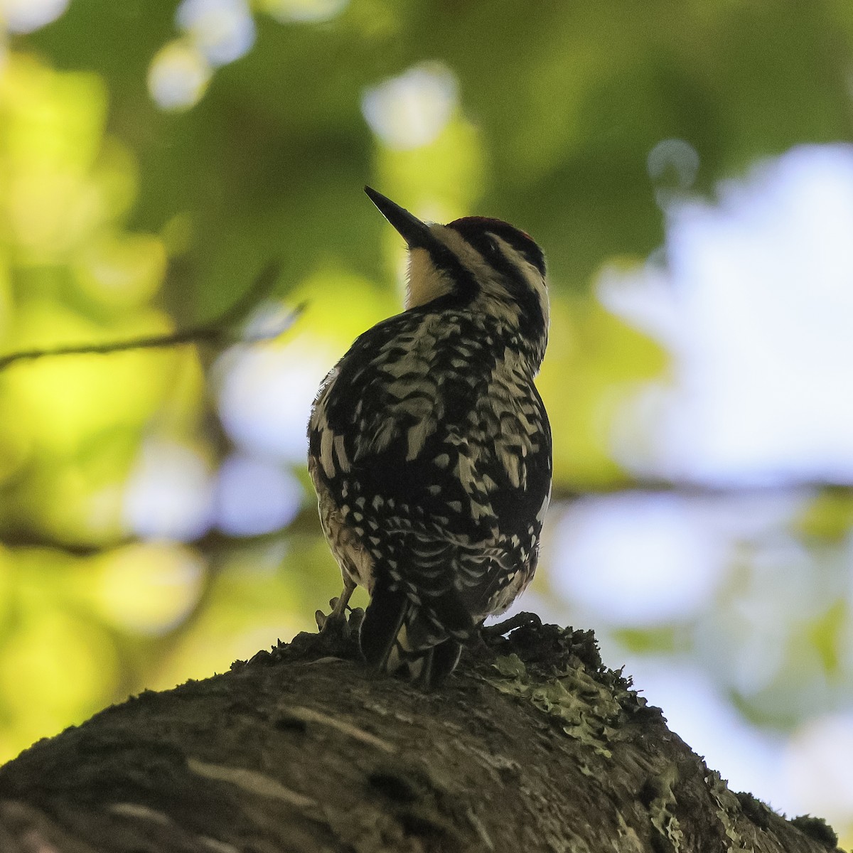 Yellow-bellied Sapsucker - ML620154737