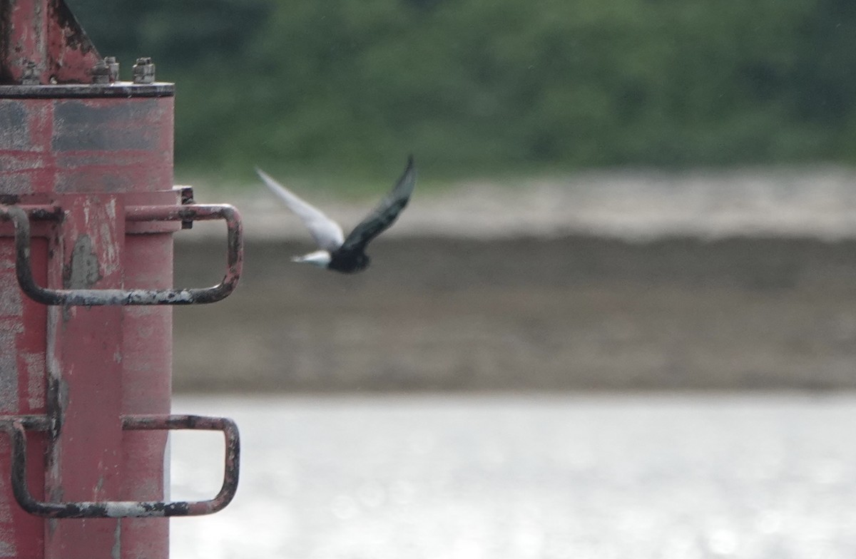 White-winged Tern - ML620154739