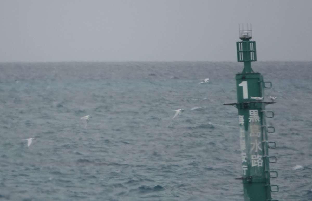 Black-naped Tern - ML620154745