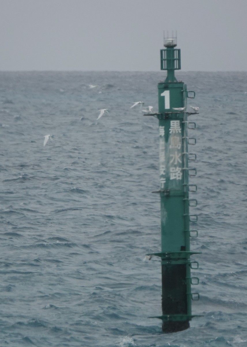 Black-naped Tern - ML620154746