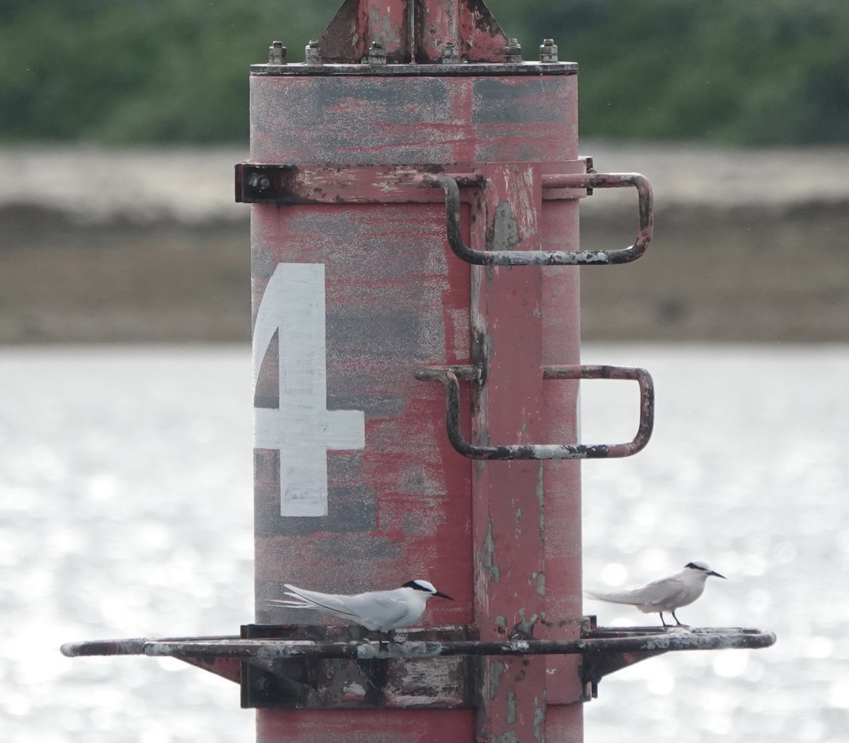 Black-naped Tern - Martin Kennewell