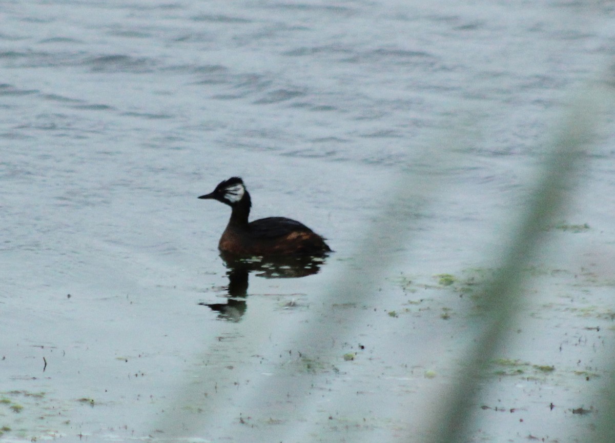 White-tufted Grebe - ML620154754