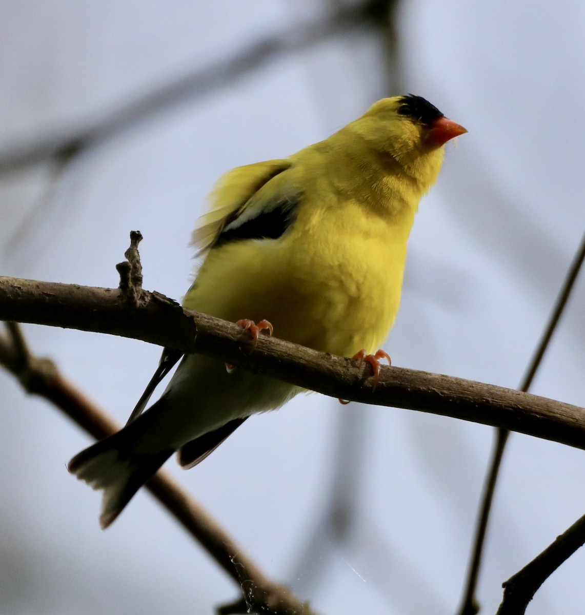 American Goldfinch - ML620154764