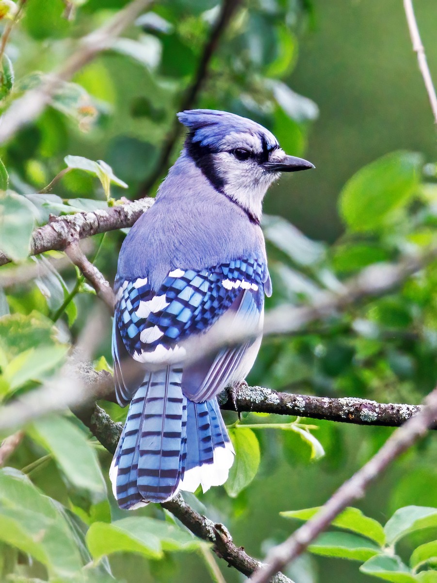 Blue Jay - ML620154768