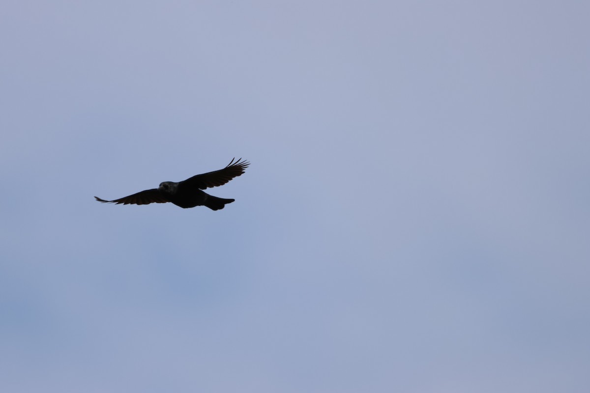 Austral Blackbird - ML620154769