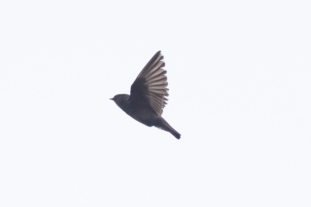 Northern Rough-winged Swallow - ML620154770