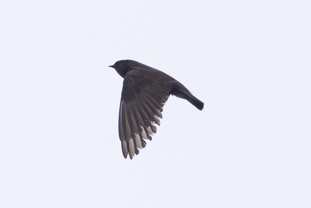 Northern Rough-winged Swallow - ML620154771