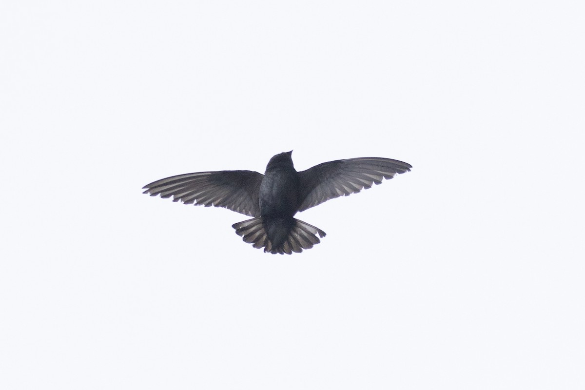 Northern Rough-winged Swallow - ML620154772