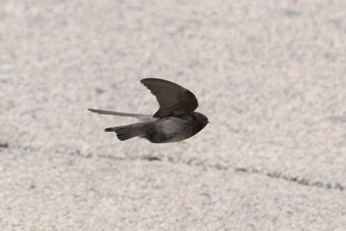 Northern Rough-winged Swallow - ML620154773