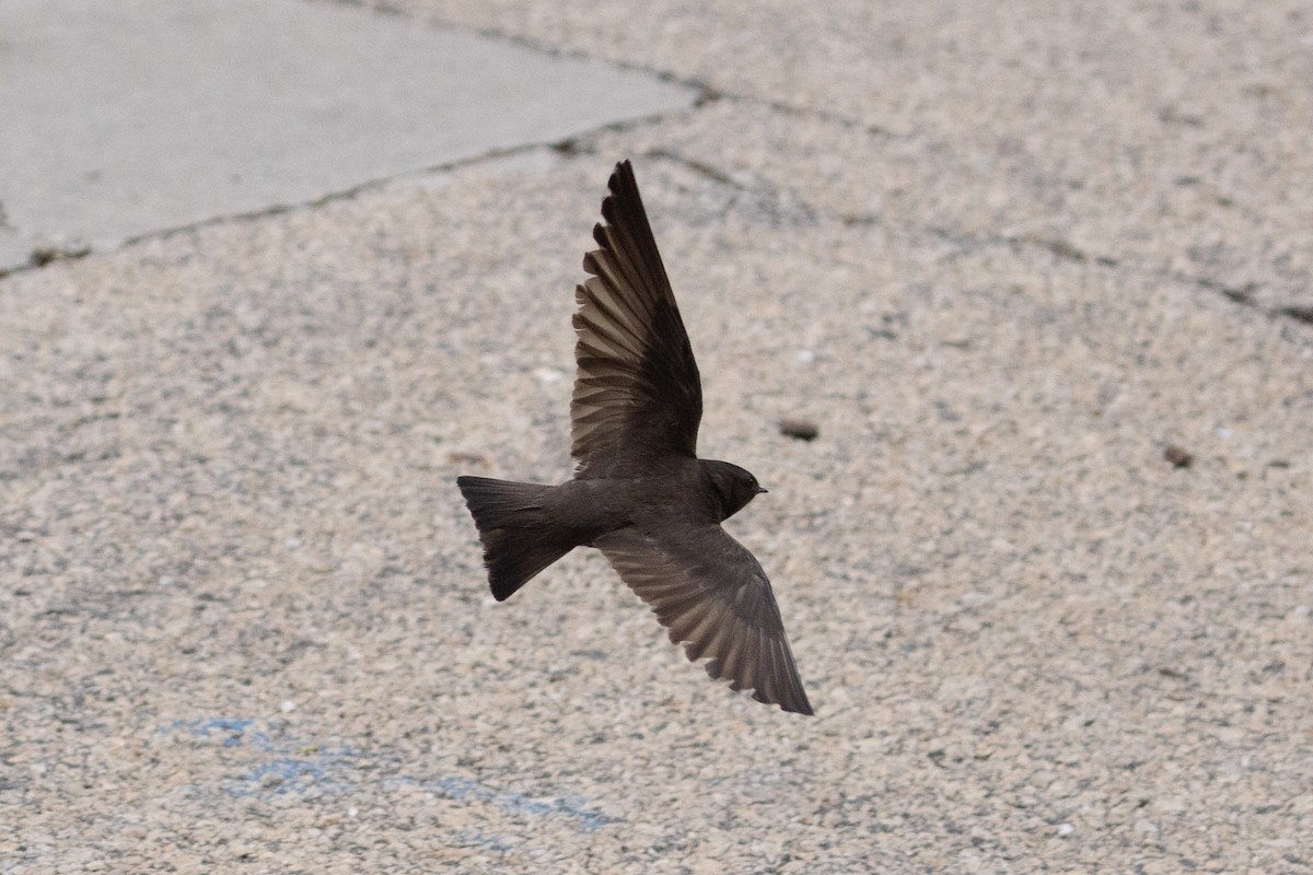 Northern Rough-winged Swallow - ML620154774