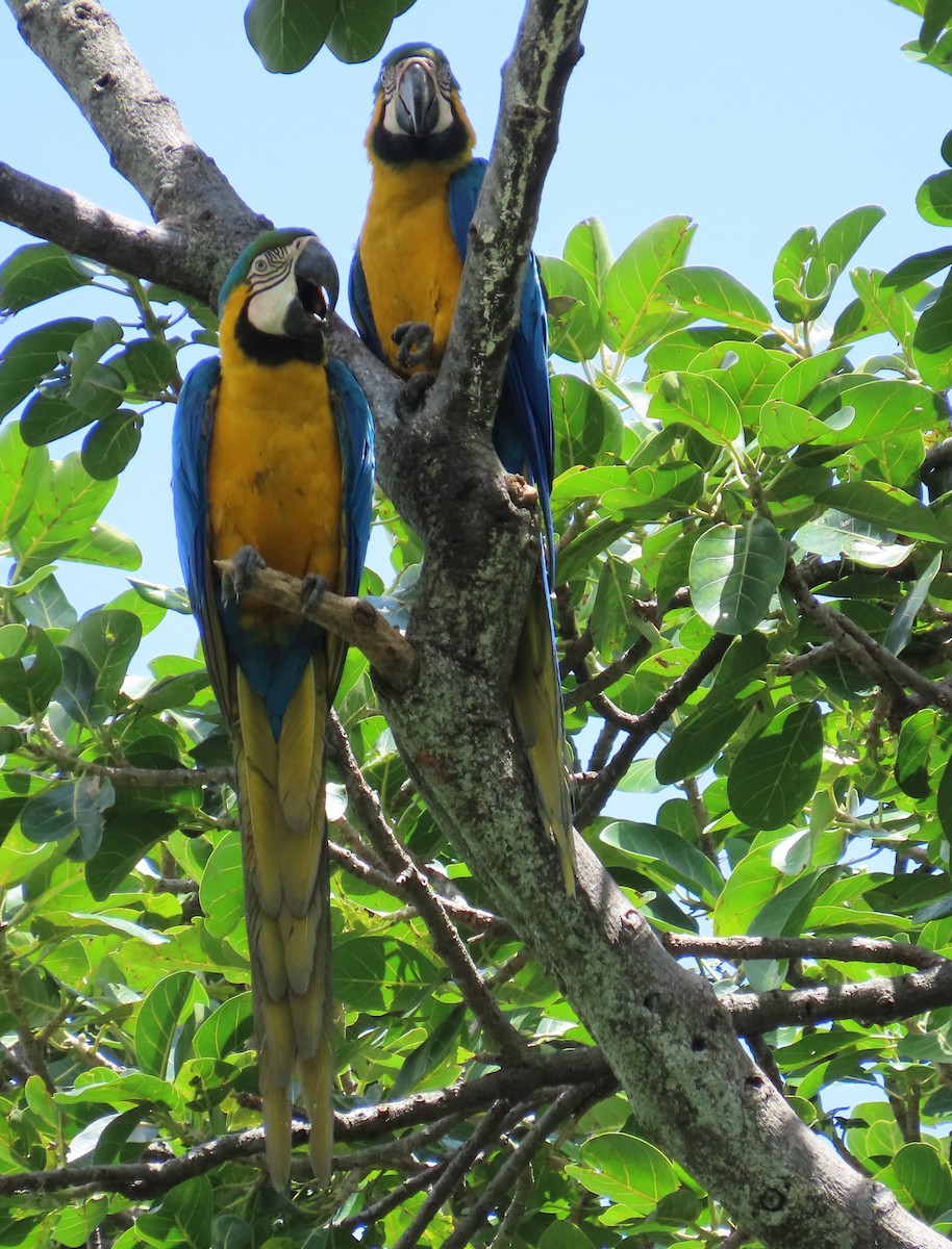 Blue-and-yellow Macaw - ML620154777