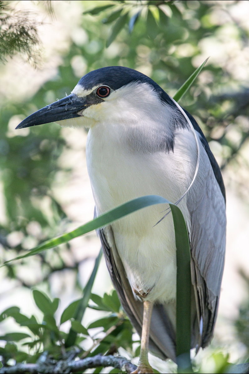 Black-crowned Night Heron - ML620154808