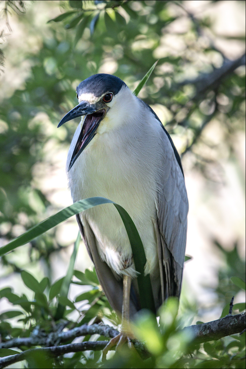 Black-crowned Night Heron - ML620154809