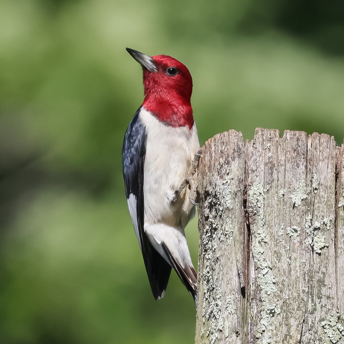 Red-headed Woodpecker - ML620154814