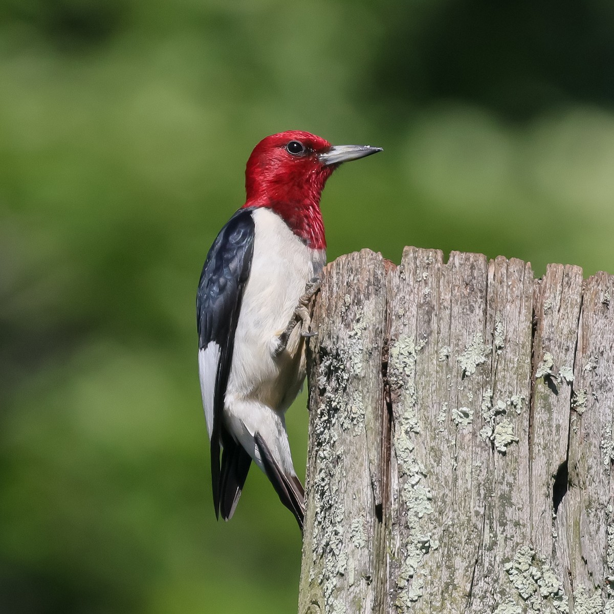 Red-headed Woodpecker - ML620154815