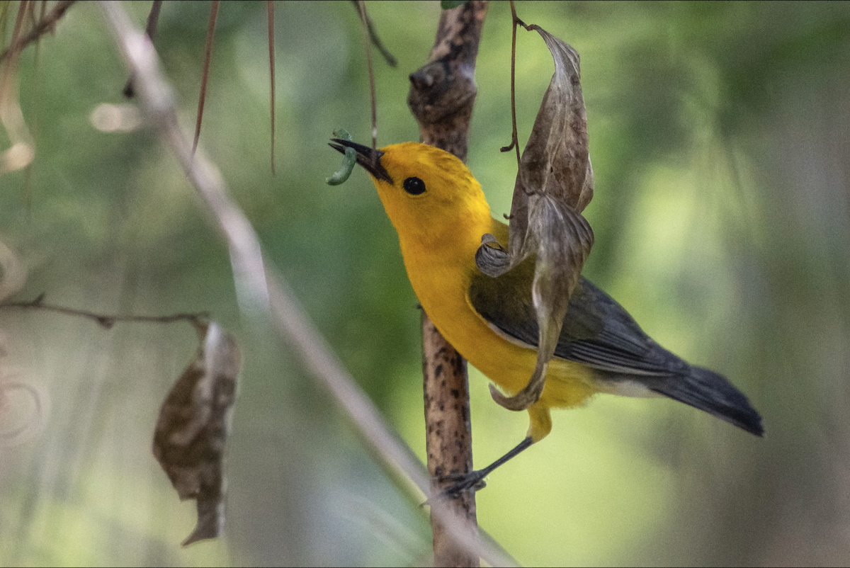 Prothonotary Warbler - ML620154816