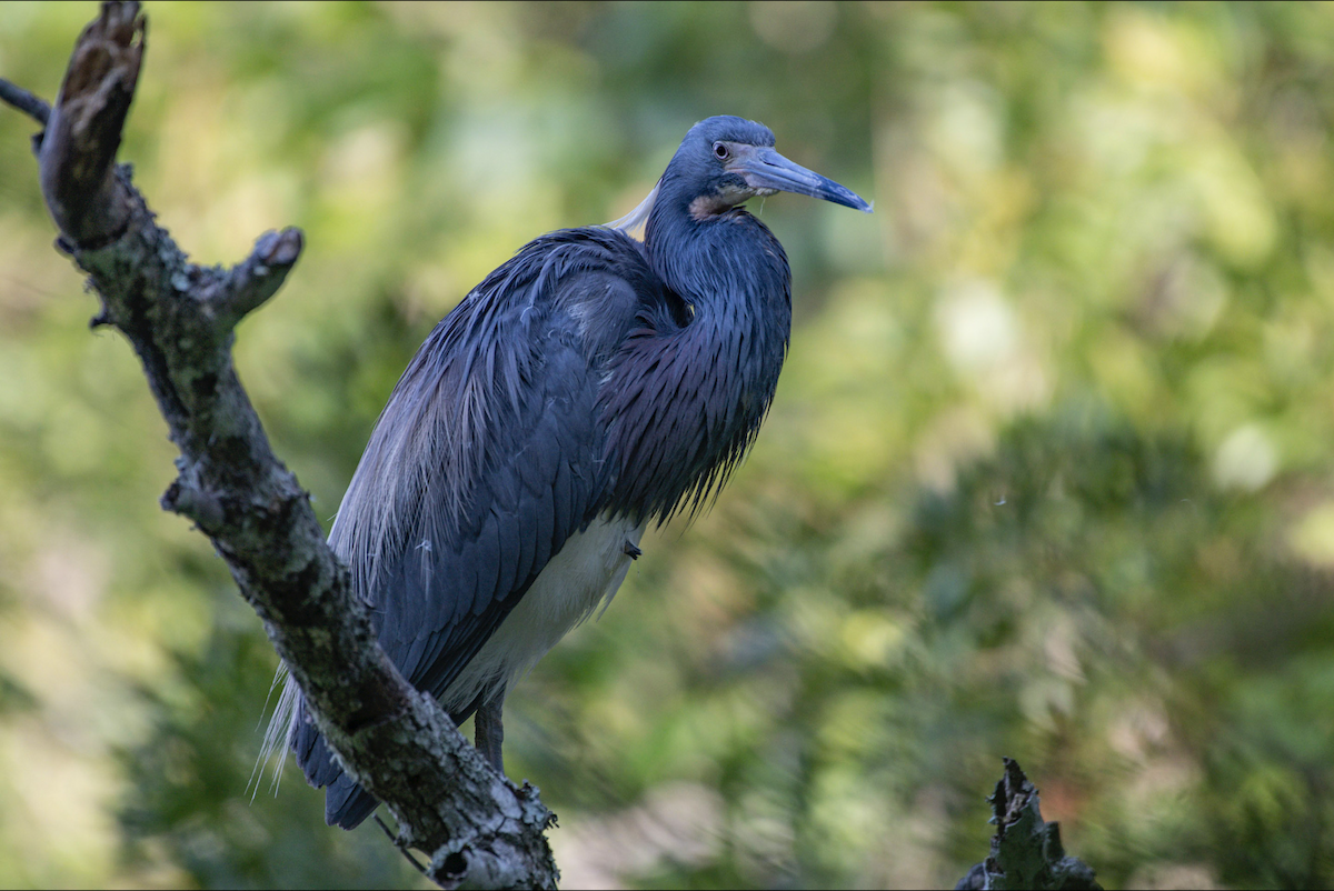 Tricolored Heron - ML620154825