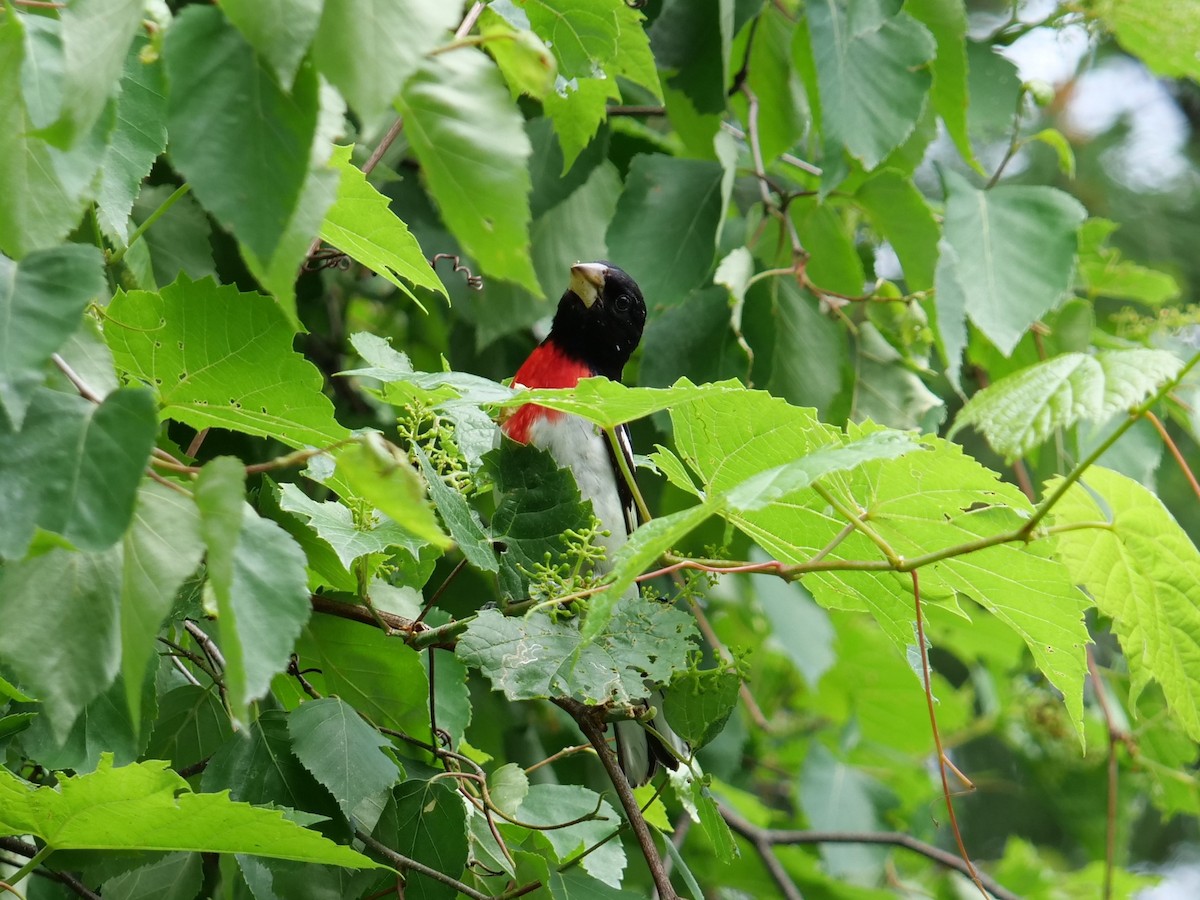 Rose-breasted Grosbeak - ML620154827