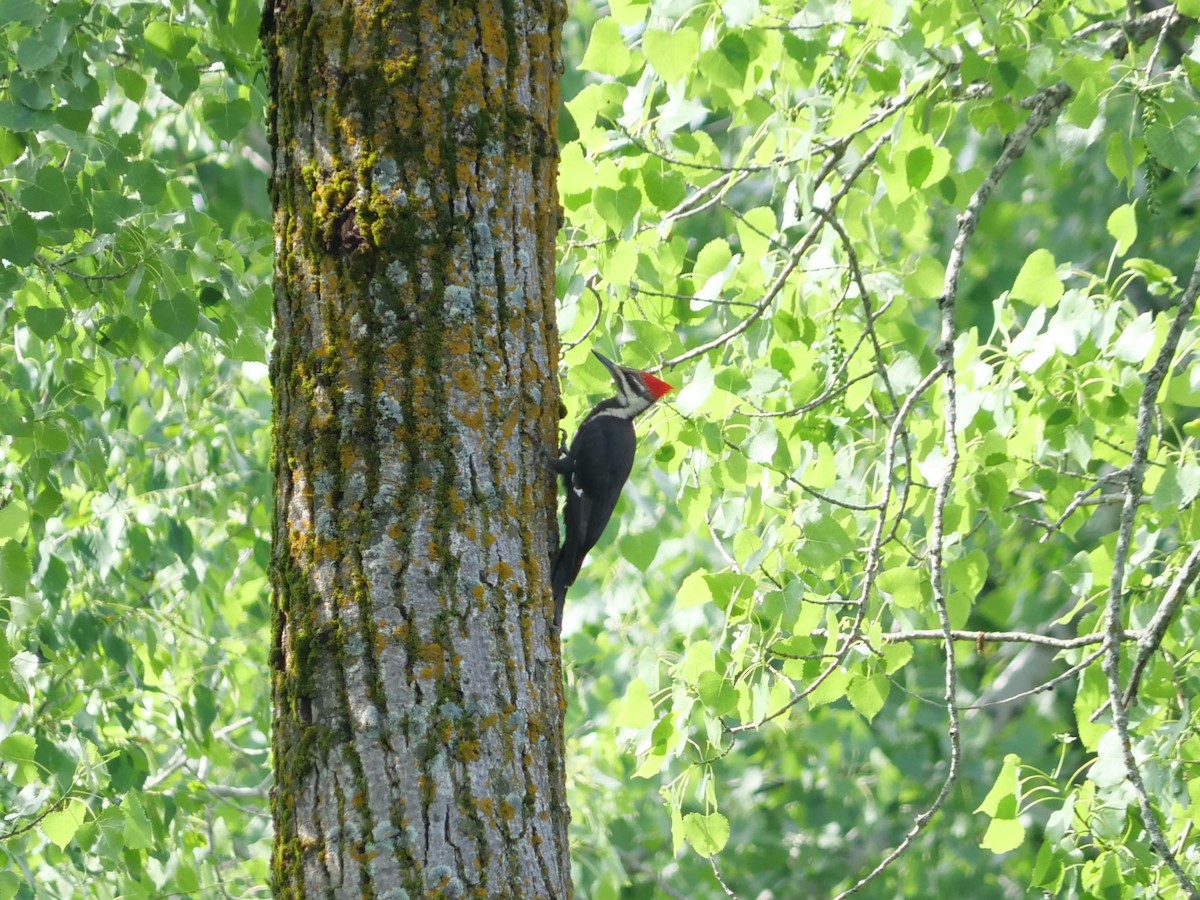 Pileated Woodpecker - ML620154838