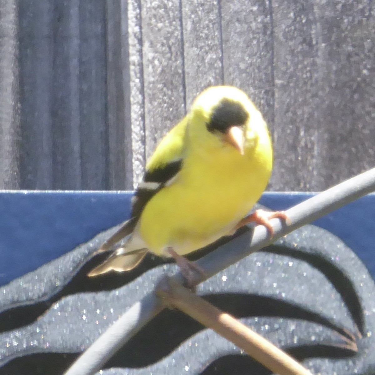 American Goldfinch - ML620154849