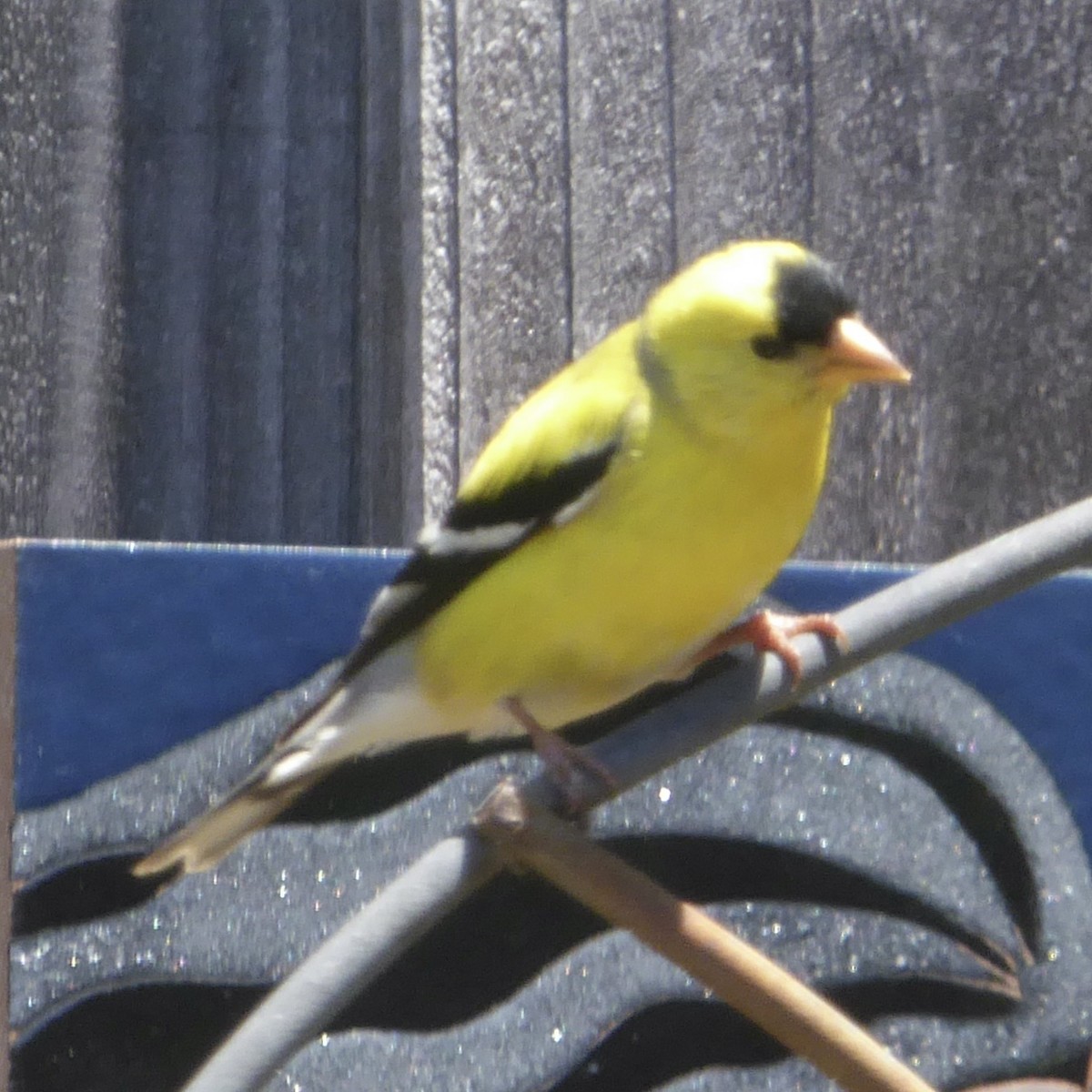 American Goldfinch - ML620154855